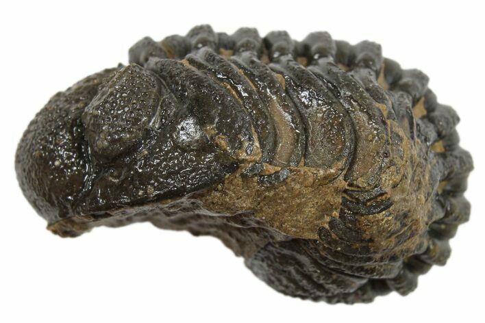 Long Partially Enrolled Morocops Trilobite - Morocco #296612